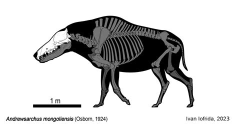 Andrewsarchus Skull