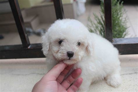 LovelyPuppy: White Tiny Toy Poodle Puppy