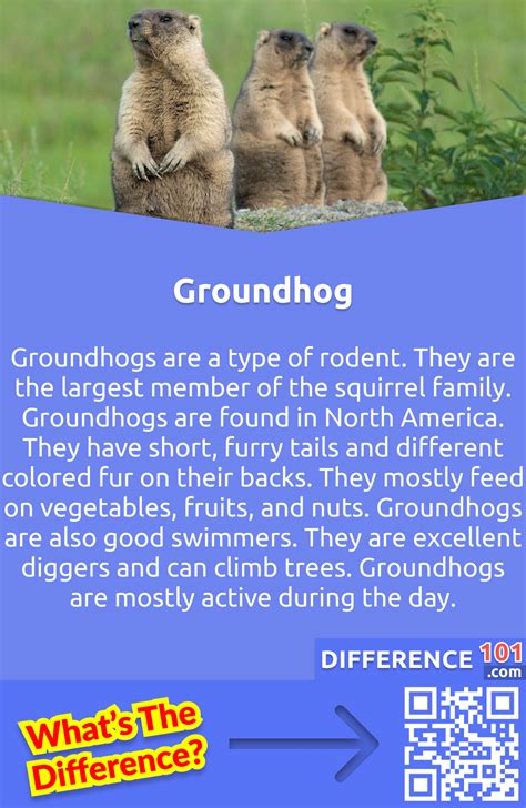 Gopher vs. Groundhog: 6 Key Differences, Pros & Cons, Similarities | Difference 101