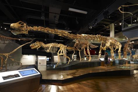 A Mamenchisaurus skeleton reconstruction displayed at the Melbourne Museum Dinosaur Walk ...