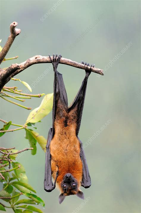 Indian Flying Fox - Stock Image - F031/3939 - Science Photo Library