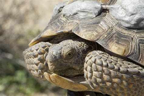 Applications Being Accepted for Desert Tortoise Adoption - PetsWeekly.com