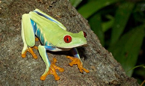 Red-eyed tree frog - San Francisco Zoo & Gardens