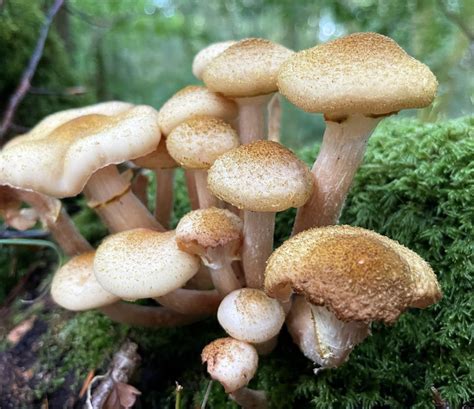 Honey Fungus – Identification, Edibility, Distribution, Ecological Role ...