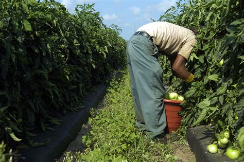 Commerce, Mexican growers sign tomato deal - POLITICO