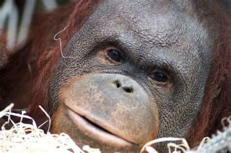 an orangutan is looking at the camera while sitting in some straws