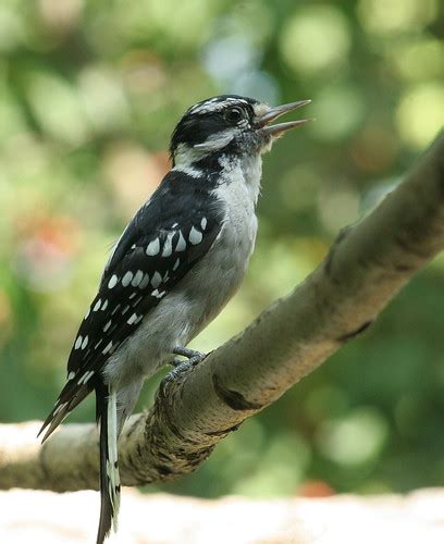 Downy Woodpecker | Havent seen hardly any of these guys for … | Flickr