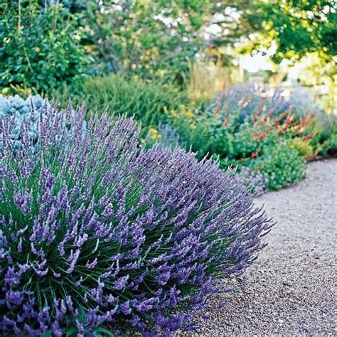 Lavender.......... | Drought tolerant perennials, Drought tolerant ...