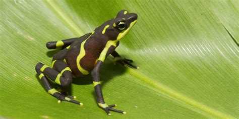 Amphibians | Smithsonian's National Zoo