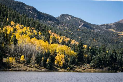 Free stock photo of aspen, aspen trees, colorado