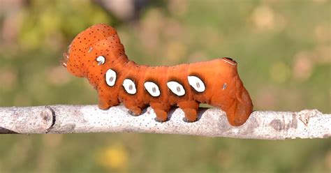 Saturdays Vintage Finds: Orange Pandora Sphinx Moth Caterpillar