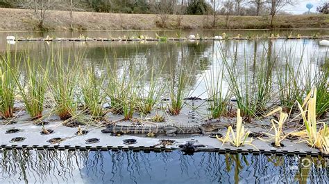 Design, Construction, and Analysis of Floating Wetlands | University of Houston-Clear Lake