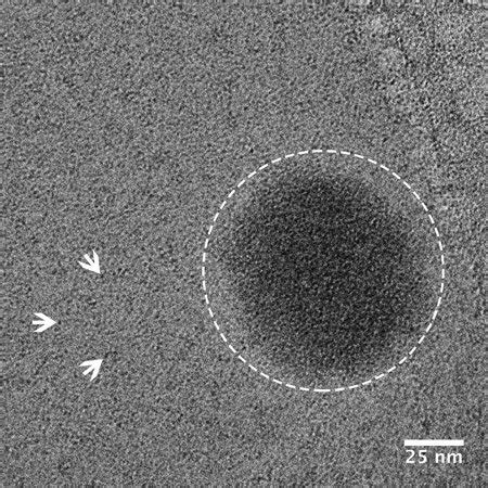 Cryo-TEM images of suspensions of worm-like micelles of CTAB ~A! before... | Download Scientific ...