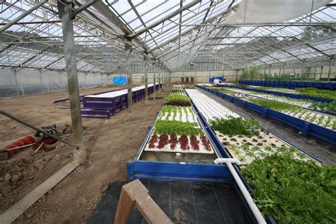 Learn to aquaponic: Aquaponics farms california