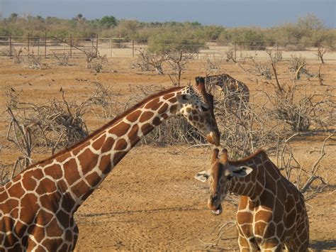 AMA Traveler: Nature & Wildlife Drive at Desert Islands Resort and Spa - Abu Dhabi