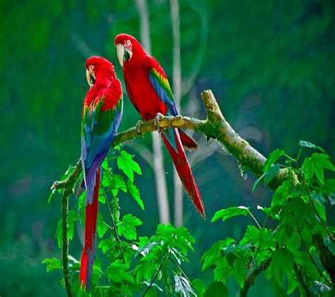 Parrots, bonito, nature, HD wallpaper | Peakpx