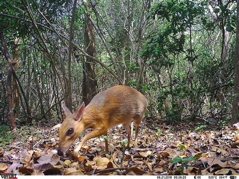 Silver-backed Chevrotain - Global Wildlife Conservation