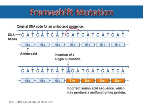 Mutation and types of mutation - Online Biology Notes