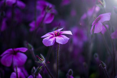 1600x900 Purple Flowers Macro 4k Wallpaper,1600x900 Resolution HD 4k Wallpapers,Images ...