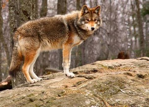 Coyote Animals | Interesting Facts & Latest Pictures | Animals Lover