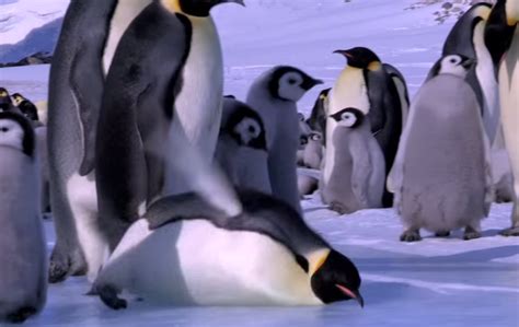 Montage of Penguins Falling Down