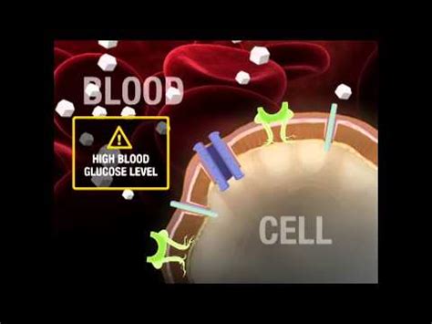 Mechanism of sulfonylurea action | Doovi