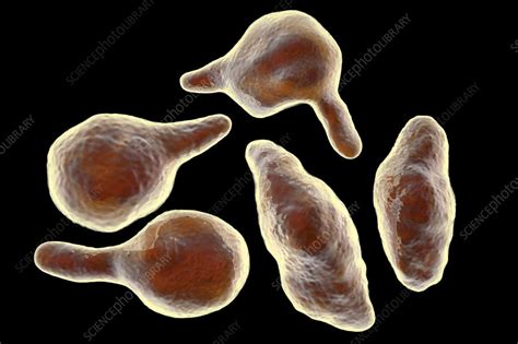 Mycoplasma genitalium bacteria, illustration - Stock Image - F022/1711 - Science Photo Library