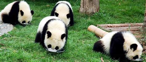 Giant Pandas: Learn everything you have ever wanted to know about pandas