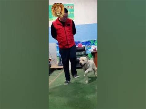 كلب ذكي يقلد صاحبهIntelligent dog imitating its owner - YouTube