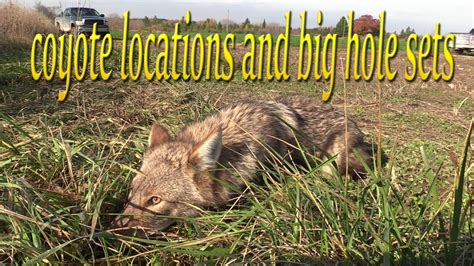 How to find good locations for coyote trapping! coyote catch and remake ...