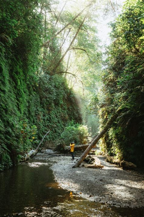 How To Find Fern Canyon Trail (2024 Permits Details) - The Mandagies