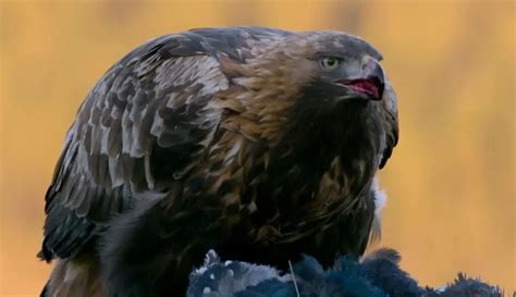 The Golden Eagle: Nature's Regal Predator