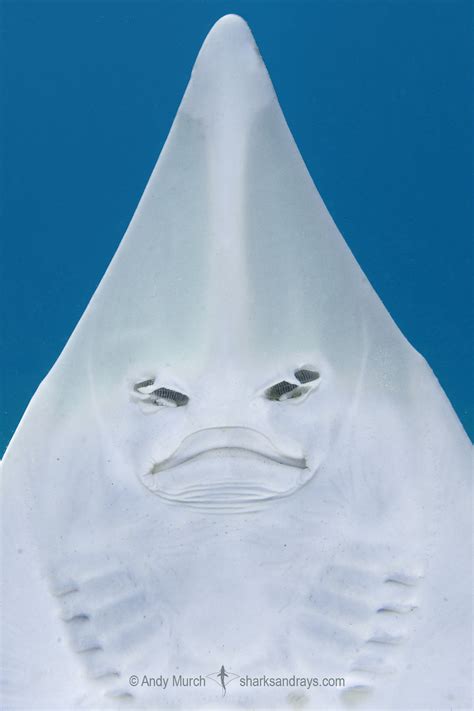 Eastern Shovelnose Ray - Aptychotrema rostrata