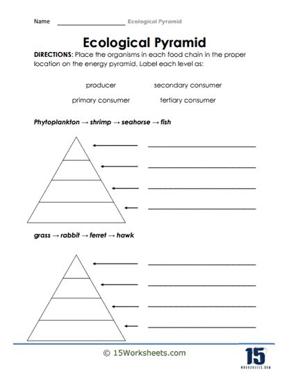 Ecological Pyramid Worksheets - 15 Worksheets.com