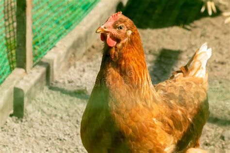 Poultry Chicken Breed Brown Nick Brown Color in a Closed Outdoor Aviary. Stock Image - Image of ...