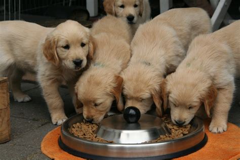 10 Best Foods for Labrador Retrievers - Stacyknows