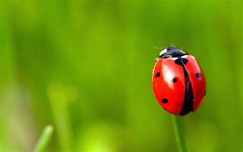 Total 221+ imagem ladybug spots background - Thcshoanghoatham-badinh.edu.vn