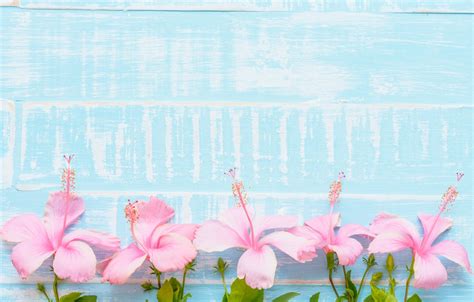 Blue And Pink Flowers Wallpaper - PetsWall