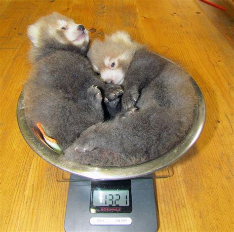 Two baby red pandas weighing under 3 lbs