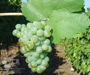 Verdelho | White Wine Grape Variety