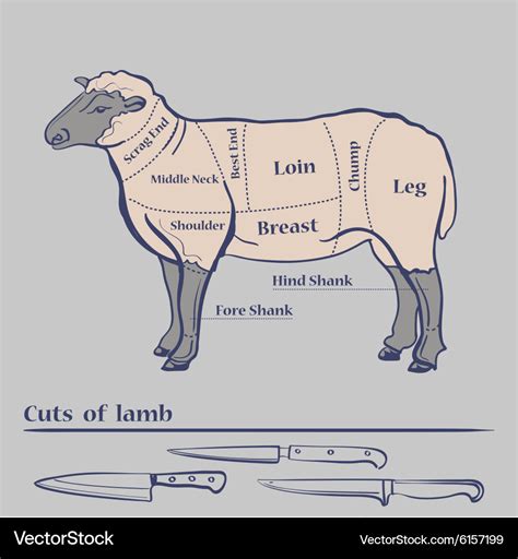 Lamb cuts diagram Royalty Free Vector Image - VectorStock