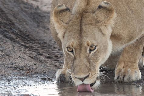 Lion drinking water by serhatdemiroglu on DeviantArt