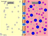 What Is Chemistry | Diffusion and osmosis: | Photosynthesis, cellular ...