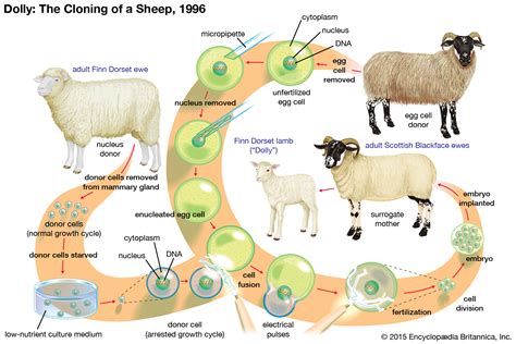 Synthetic biology. Matrix, Dolly the Sheep and bacteria of the future