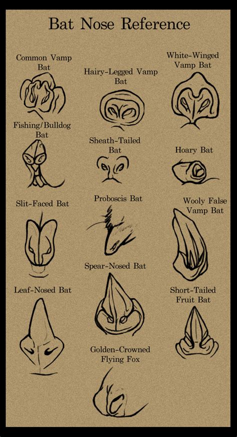 Anatomy Reference, Drawing Reference, Reference Chart, Bat Anatomy ...