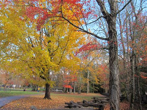 Fall Foliage in Cades Cove