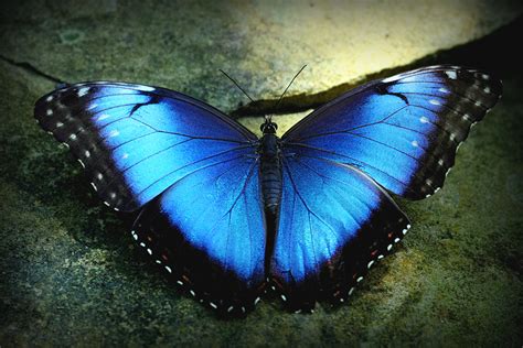 Blue Morpho Butterfly (Morpho peleides) | David Jetre