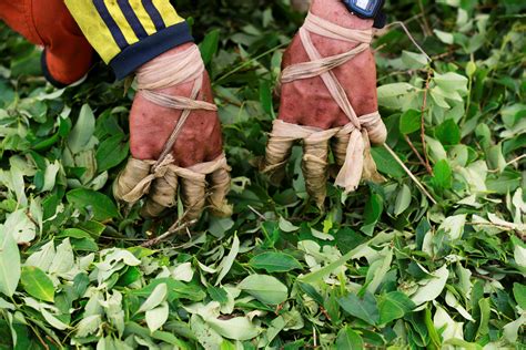 What Colombian farmers can buy when they use cocaine's raw ingredient as currency - Business ...