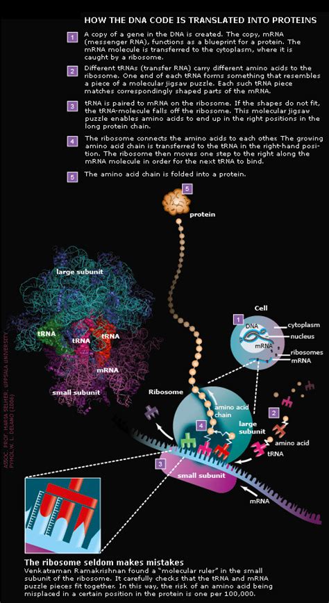 Protease Inhibitors: Killing Viral Replication | AG Scientific Blog