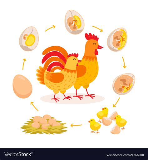 Chicken life cycle embryo development from egg Vector Image